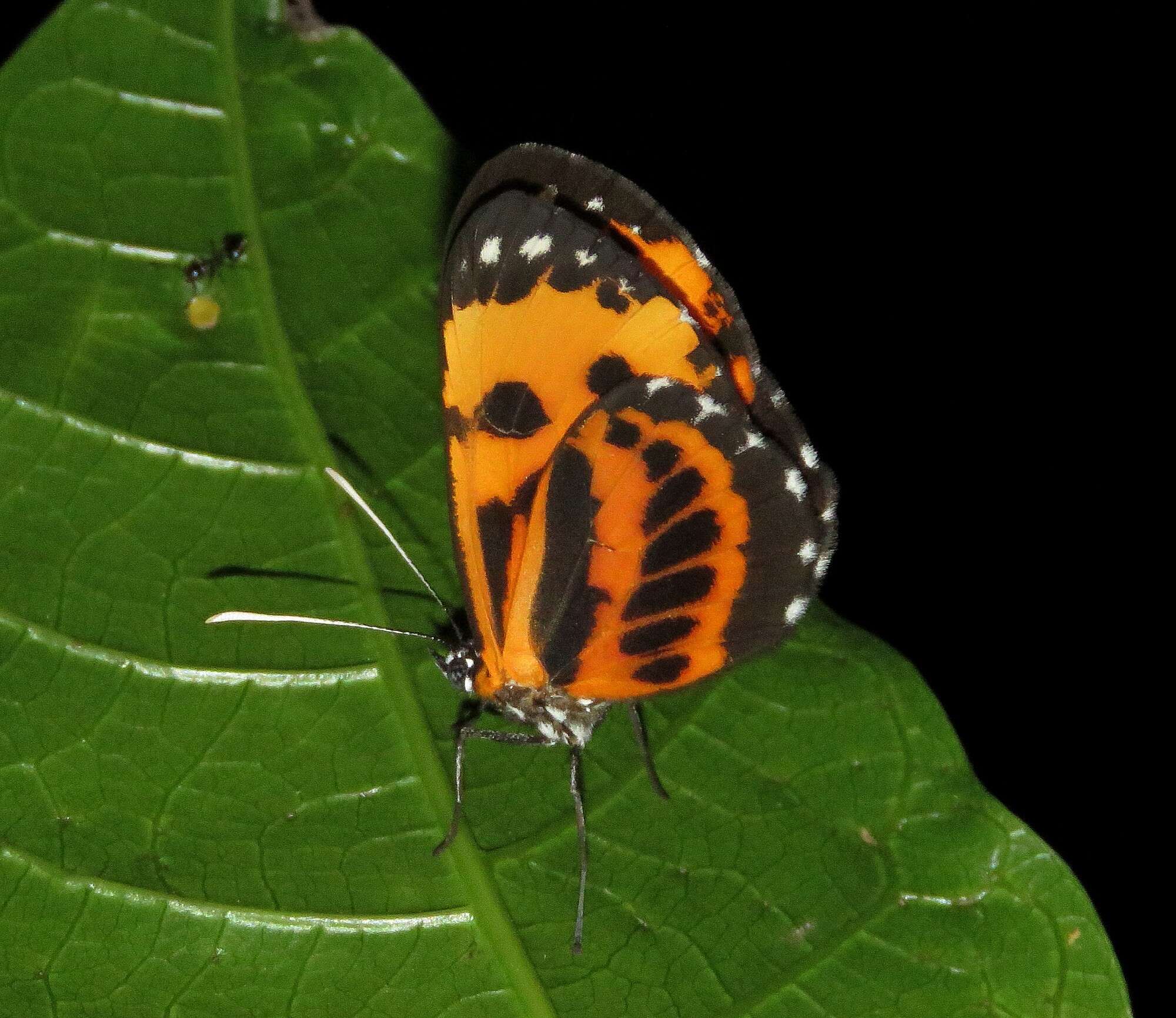 Stalachtis calliope (Linnaeus 1758) resmi