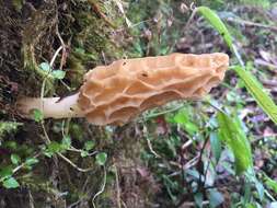 Imagem de Morchella herediana L. D. Gómez 1971