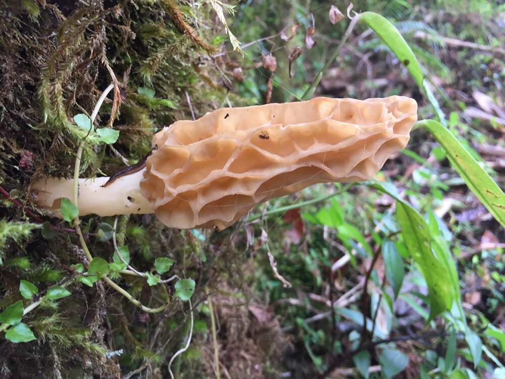 Image of Morchella herediana L. D. Gómez 1971