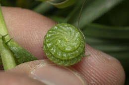 Image of wrinkled medick