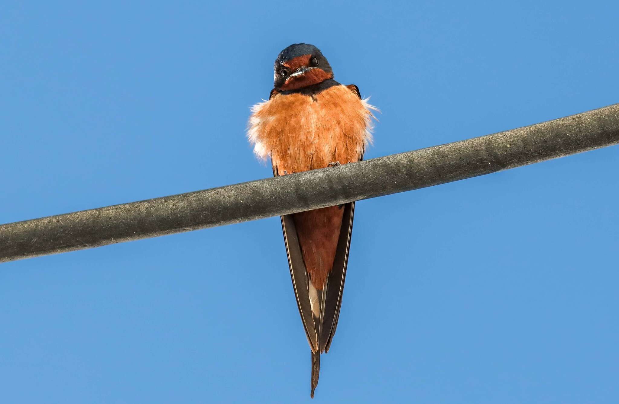 Image of Egyptian Barn Swallow