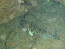 Image of Giant goby