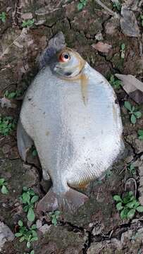 Image of Silver Dollar fish