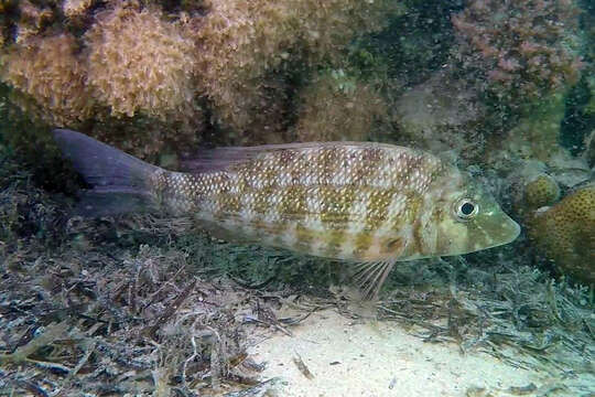 Image of Orange-striped emperor