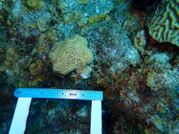 Image of Golfball coral