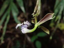 Plancia ëd Epidendrum jatunsachanum Dodson & Hágsater