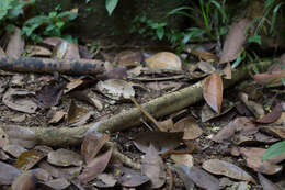 Image of Seychelles Wolf Snake