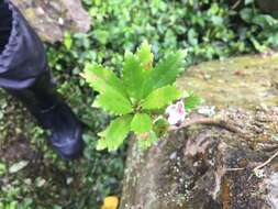 Image of Lysionotus pauciflorus var. pauciflorus