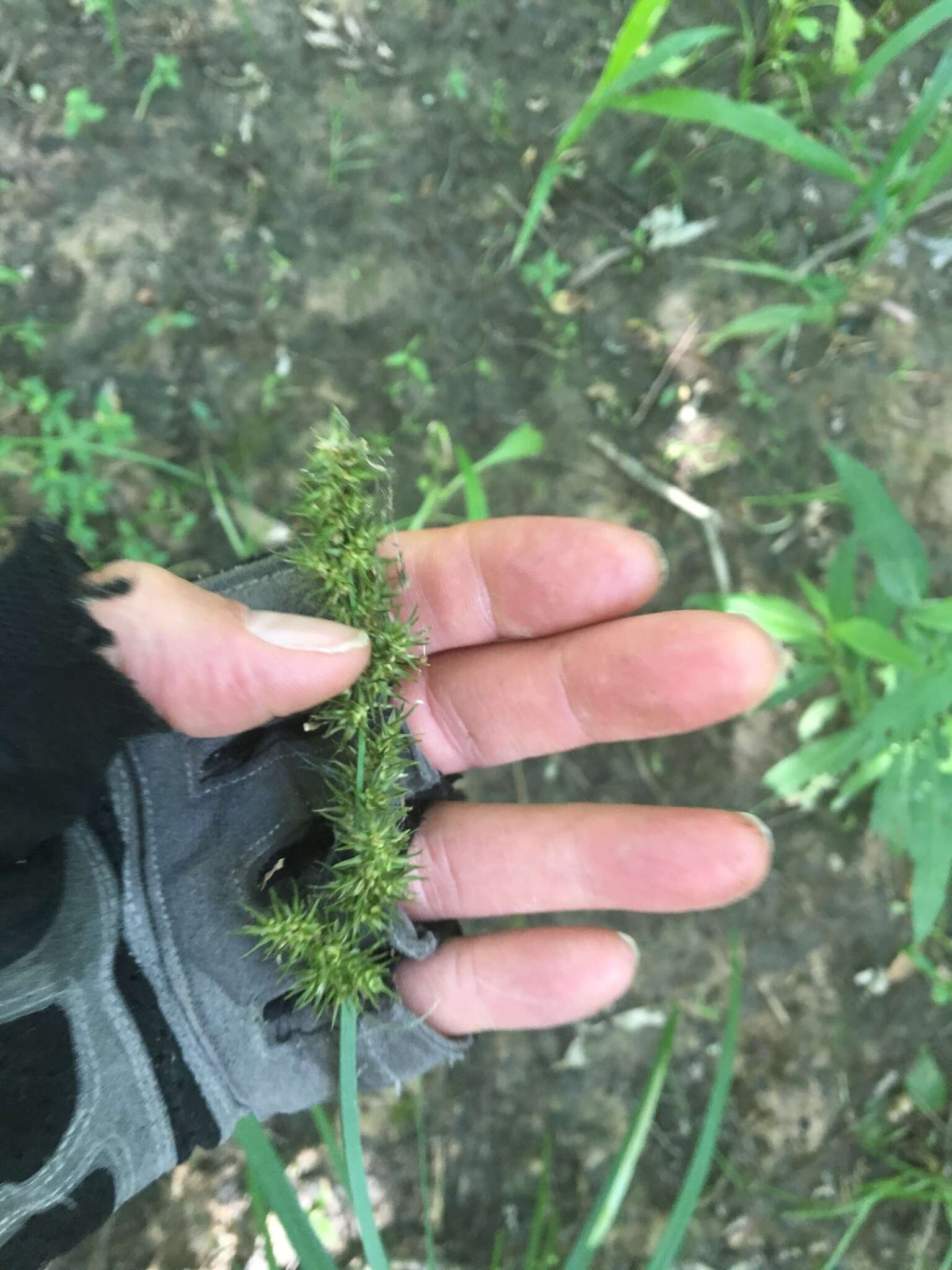 Image of Raven-Foot Sedge