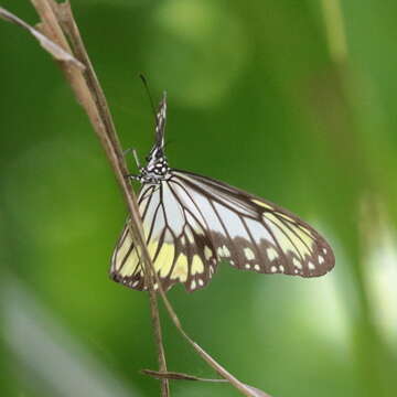 Image of Ideopsis vitrea Blanchard 1853