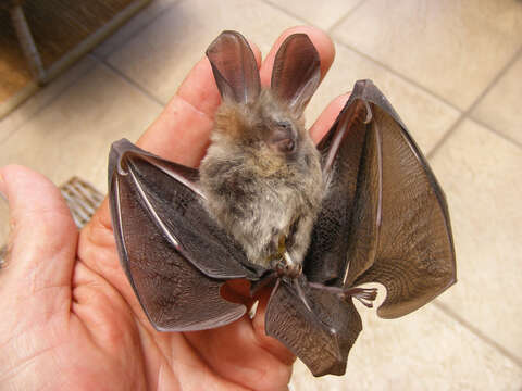 Image of Cape Long-eared Bat