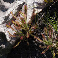 Drosera ramentacea Burch. ex DC.的圖片