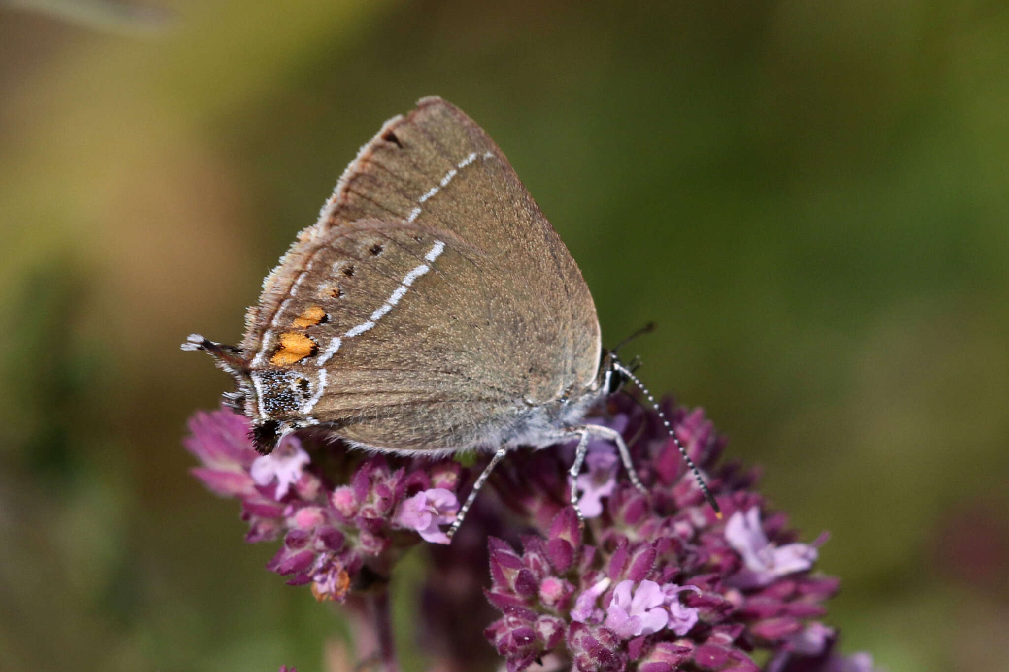 Satyrium spini (Denis & Schiffermüller 1775) resmi