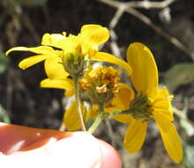 Image of Bahiopsis deltoidea (A. Gray) E. E. Schill. & Panero