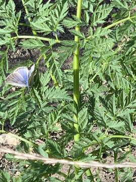 Image of Palos Verdes blue butterfly