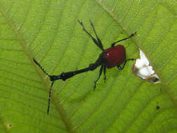 صورة Trachelophorus