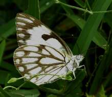 Drymaria cordata subsp. diandra (Bl.) J. A. Duke resmi