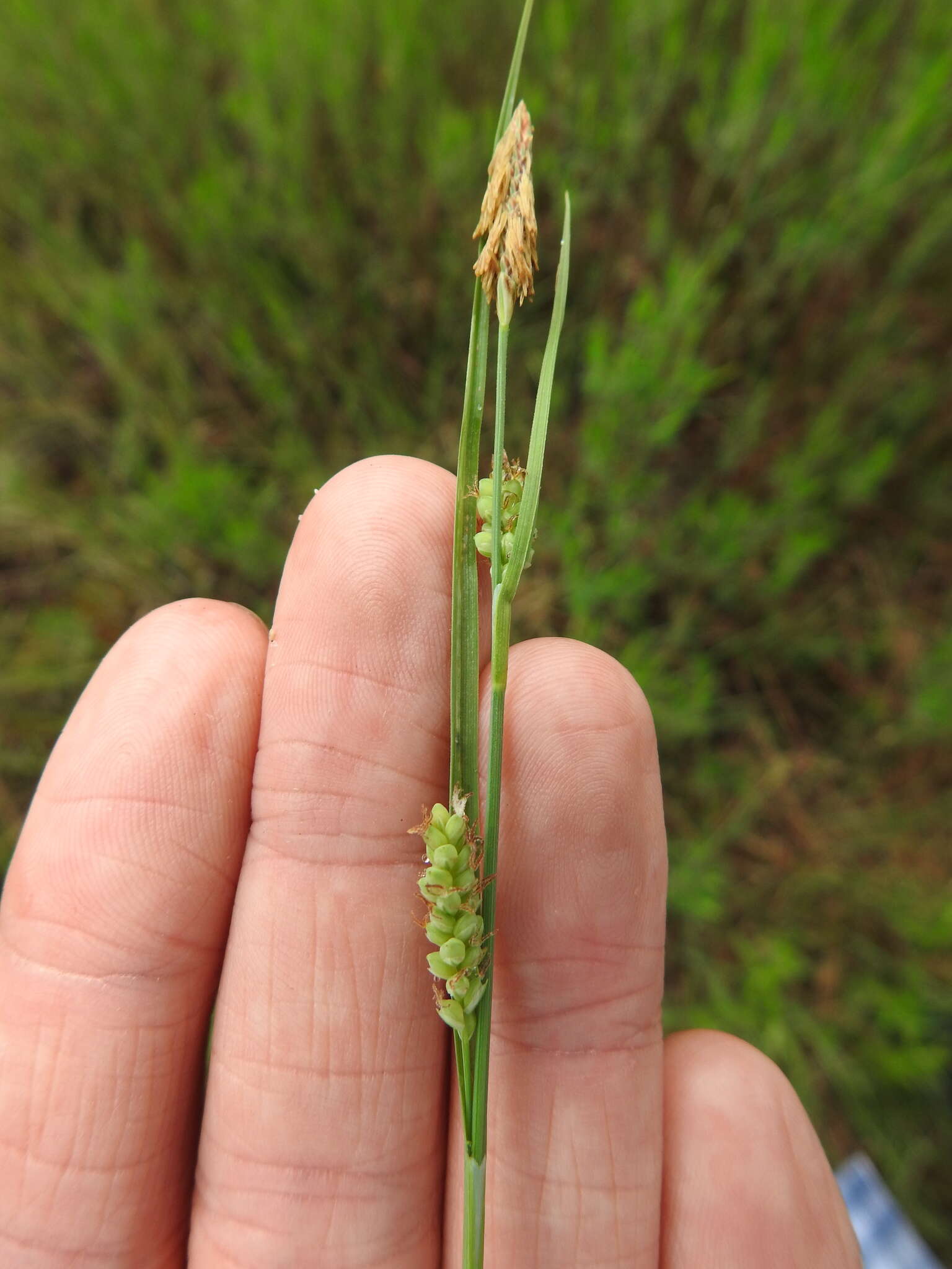 Image of rigid sedge