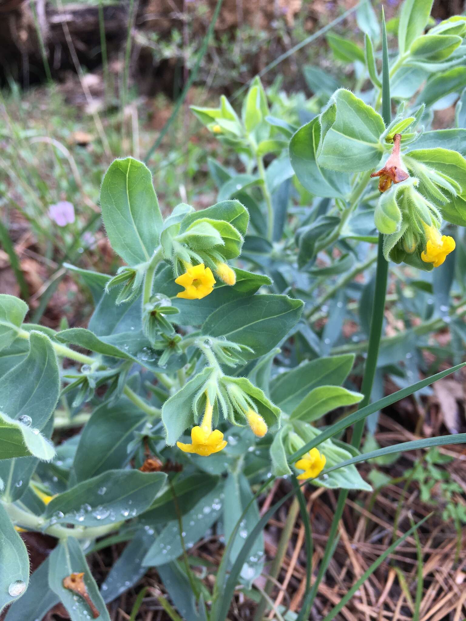 Image of California stoneseed