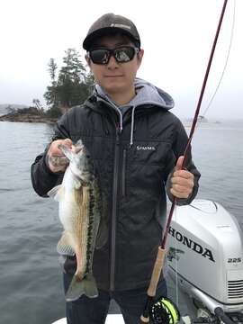 Image of Spotted bass