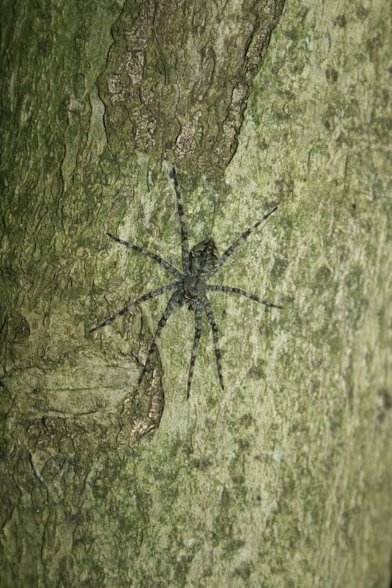 Image of Whitebanded Fishing Spider