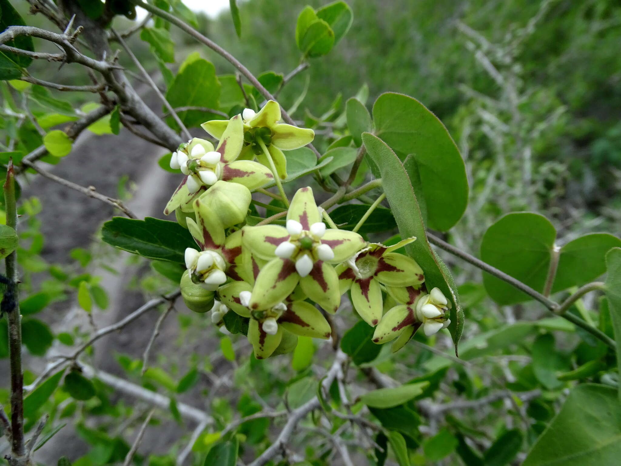 Image of Funastrum lindenianum (Decne.) Schltr.