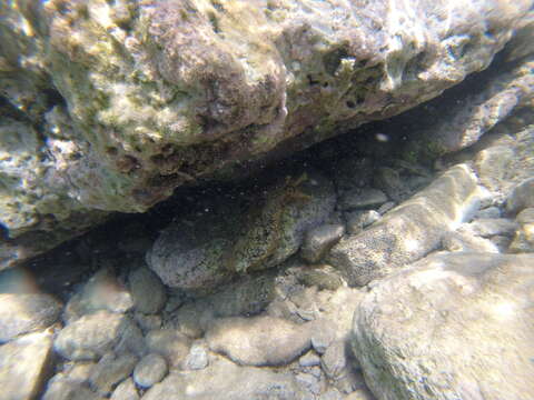 Image of Black-tailed sea hare