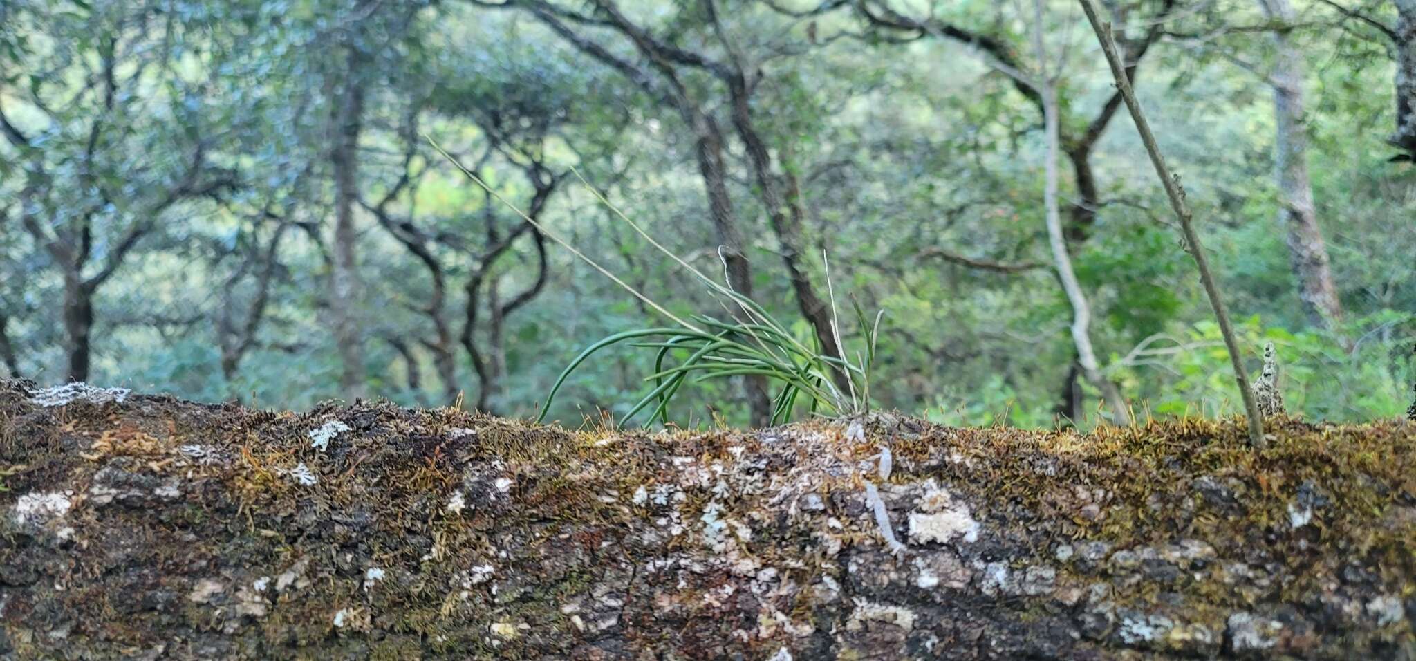 صورة Microepidendrum subulatifolium (A. Rich. & Galeotti) W. E. Higgins