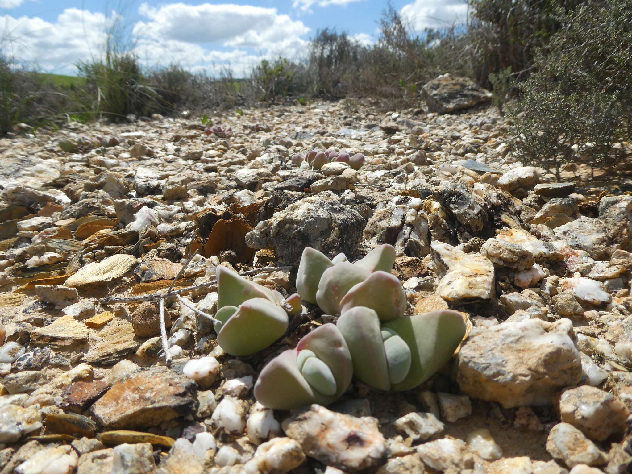 Image of Gibbaeum hartmannianum Thiede & Niesler