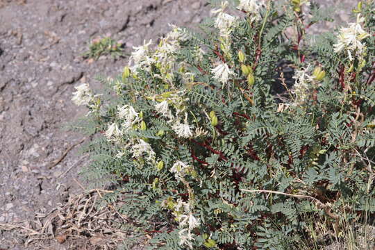 Sivun Astragalus pattersonii A. Gray kuva