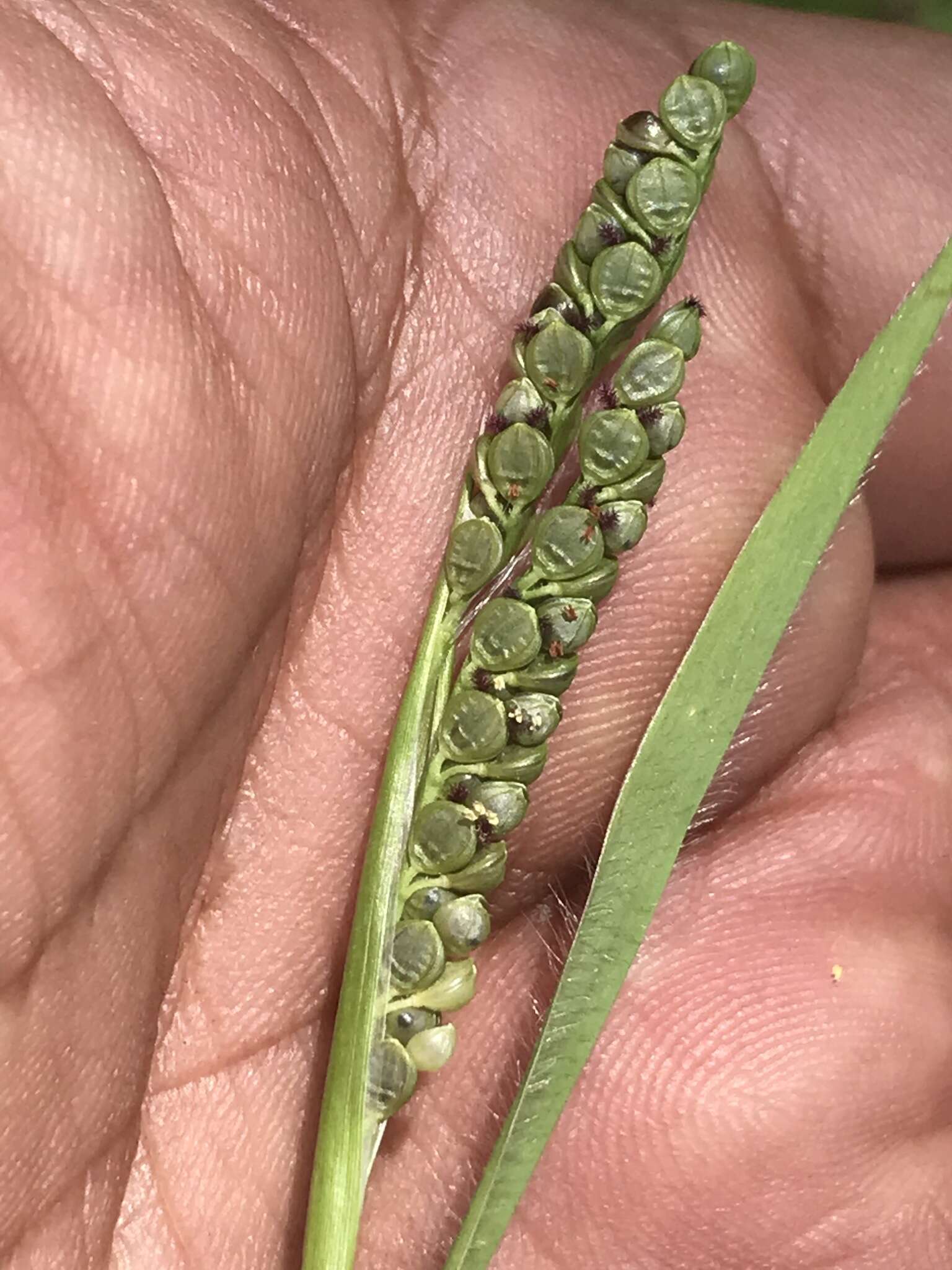 Image of Latin American crowngrass