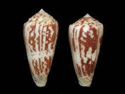 Image of Conus magus Linnaeus 1758