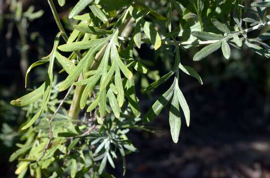 Image of absinthium