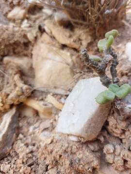 Tylecodon bodleyae E. van Jaarsveld resmi