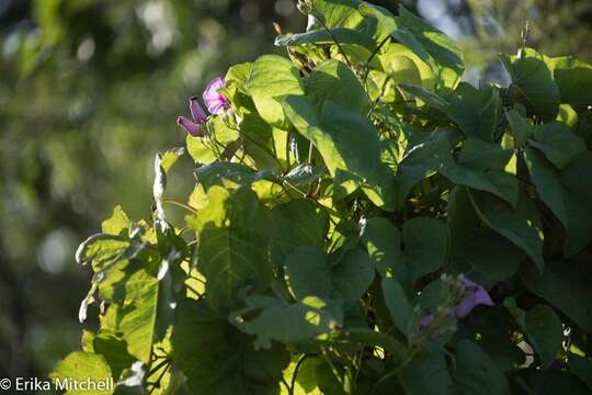 Image of sweet potato