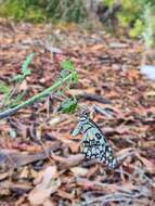 صورة Papilio demoleus Linnaeus 1758