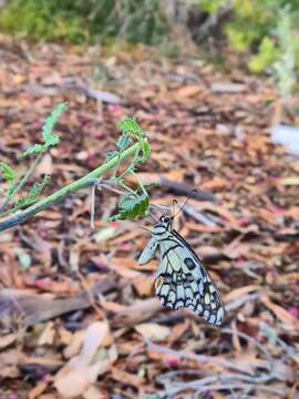 Plancia ëd Papilio demoleus Linnaeus 1758