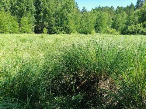 Sivun Carex elata subsp. omskiana (Meinsh.) Jalas kuva