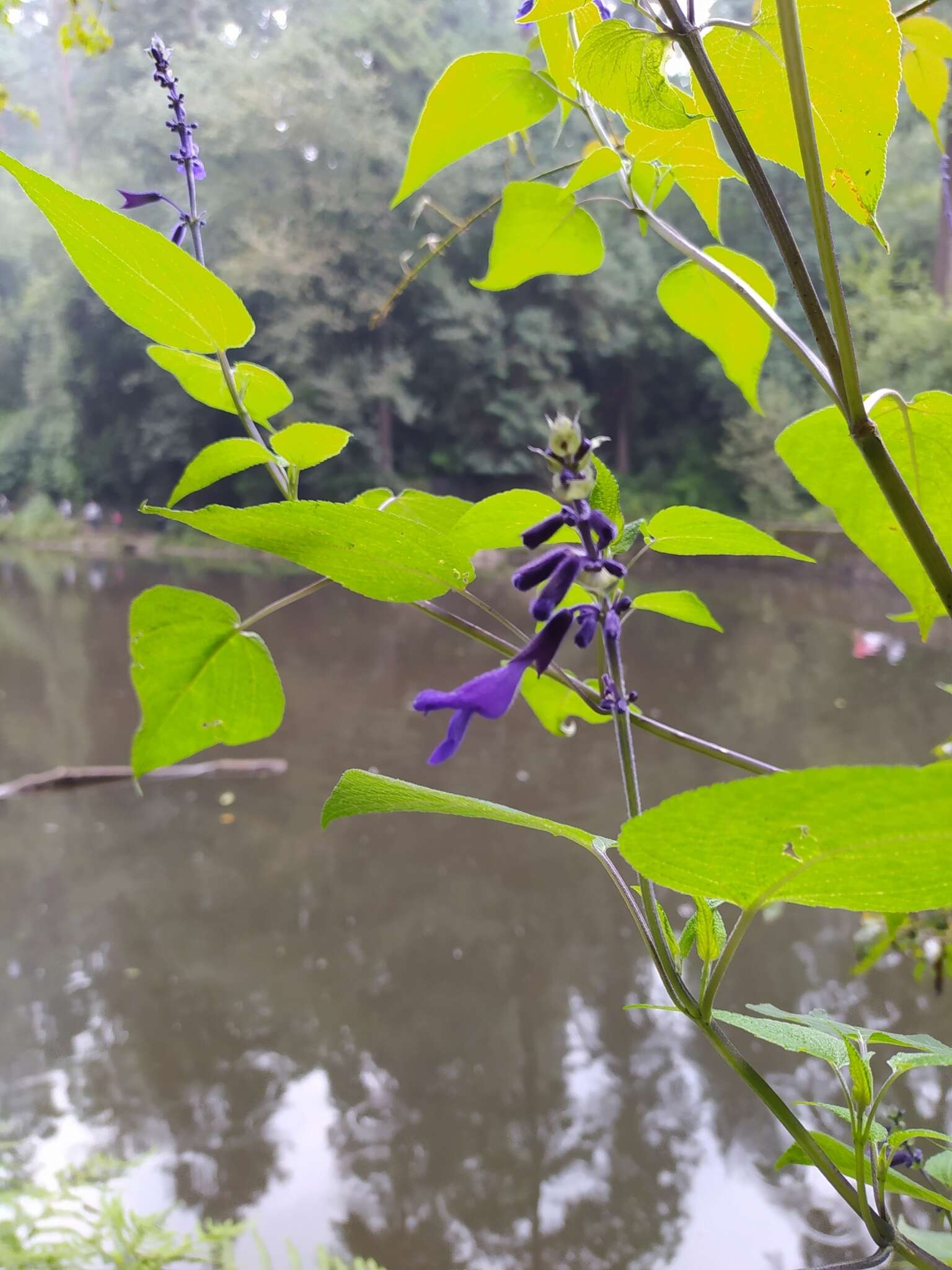 Image de Salvia concolor Lamb. ex Benth.