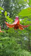 Lilium canadense L. resmi