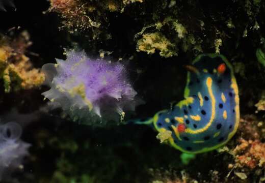 Image of Hypselodoris festiva (A. Adams 1861)