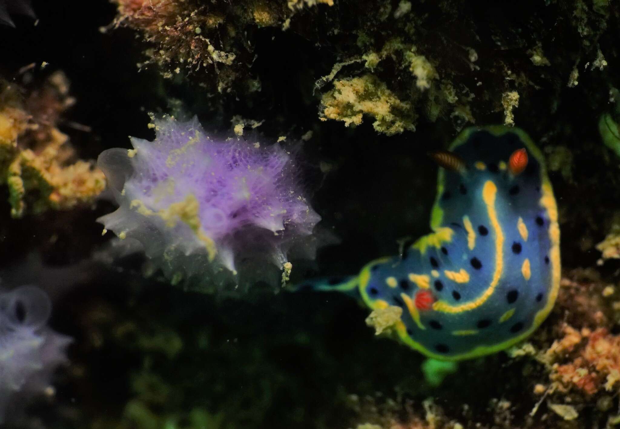 Image de Hypselodoris festiva (A. Adams 1861)