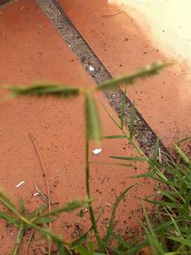 صورة Dactyloctenium australe Steud.