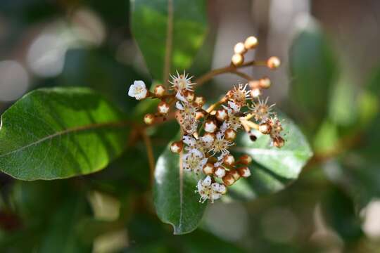 Plancia ëd <i>Photinia matudae</i>