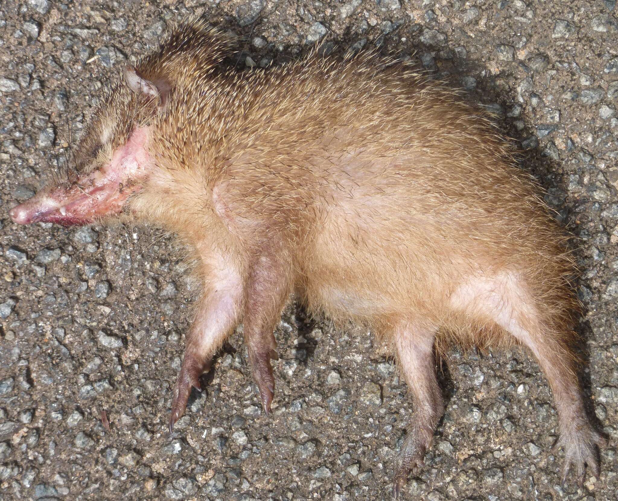 Image of Common Tenrec