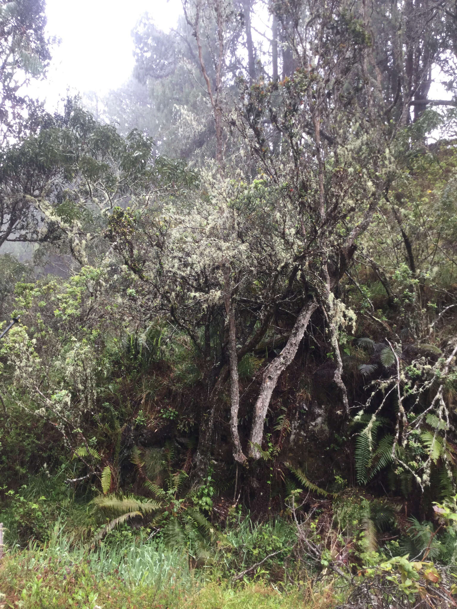 Image of 'ohi'a lehua