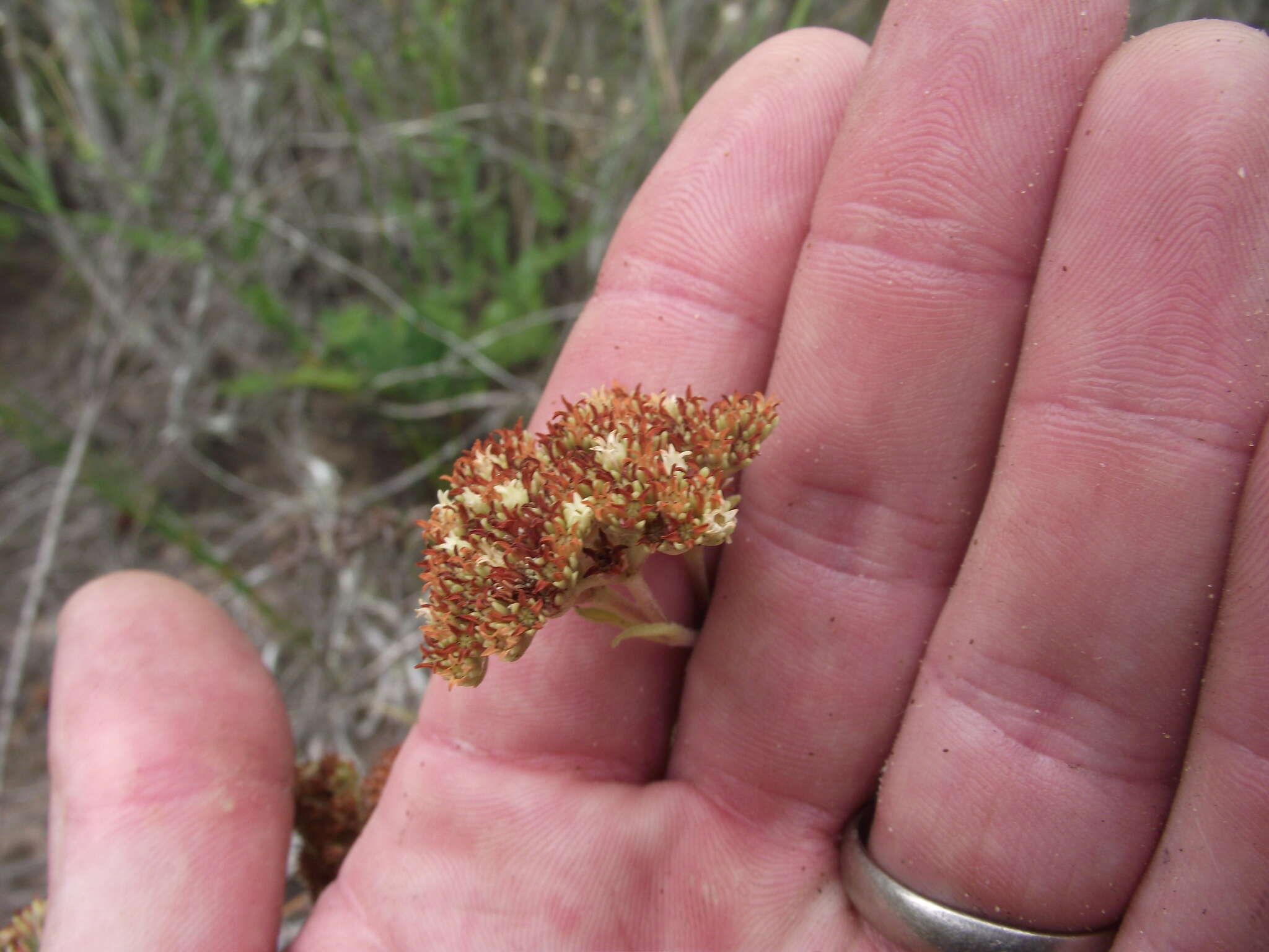 Image of Crassula subulata L.