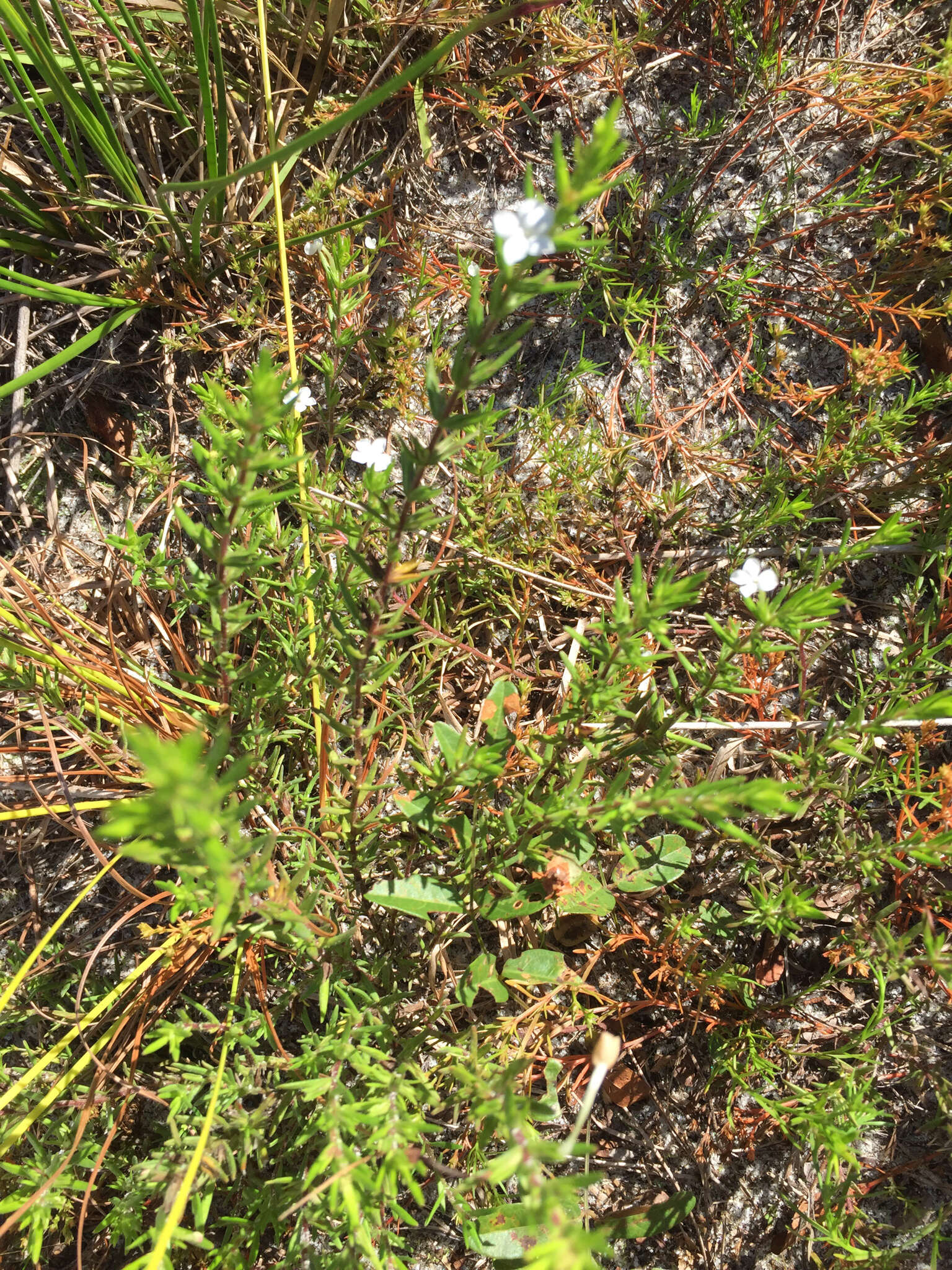 Image of Rough False Hedge-Nettle