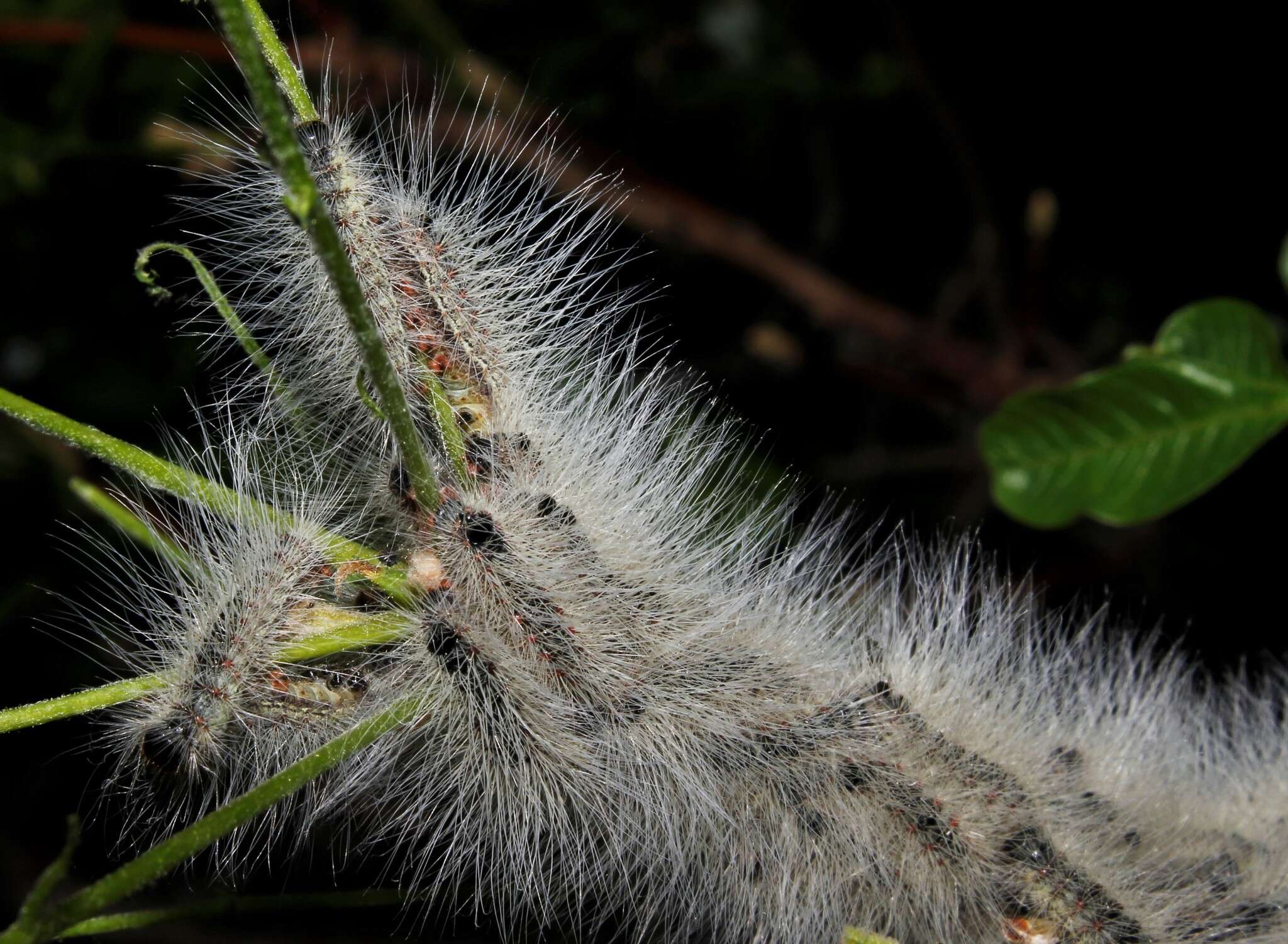 صورة Thaumetopoea solitaria Freyer 1838