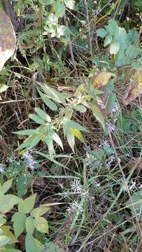 Urtica gracilis Aiton的图像
